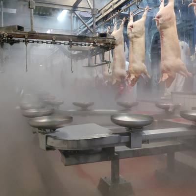 Pork 300 pph - Slaughterline