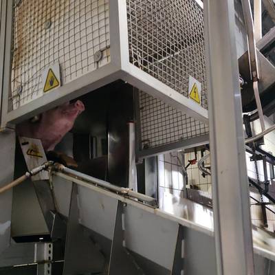 Pork line for 300 pigs per hour