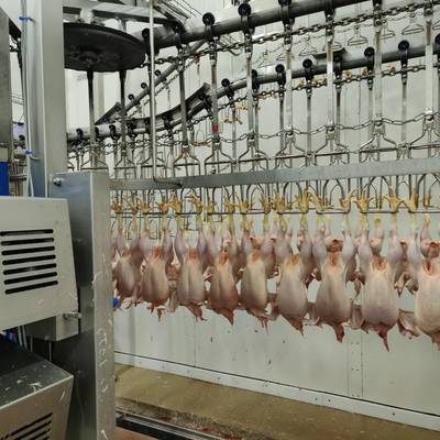 Poultry slaughterhouse for 6000 bph